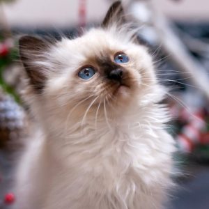 Ragdoll Kitten Browni 5