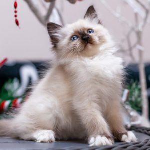 Ragdoll Kitten Browni 7