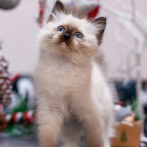 Ragdoll Kitten Browni 8