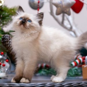 Ragdoll Kitten Browni 9