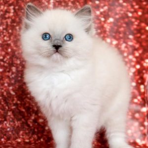 Ragdoll Kitten - Cheeks