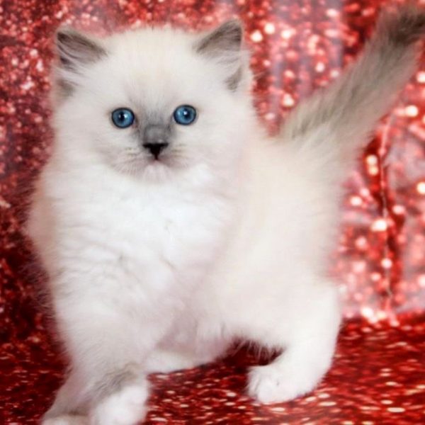 Ragdoll Kitten - Cheeks