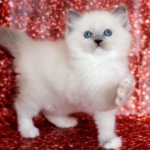 Ragdoll Kitten - Cheeks