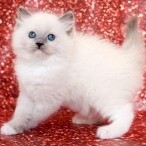 Ragdoll Kitten - Cheeks