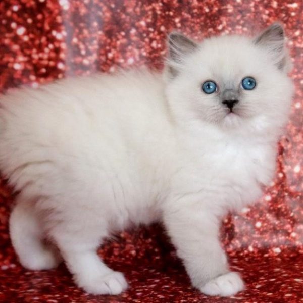 Ragdoll Kitten - Cheeks