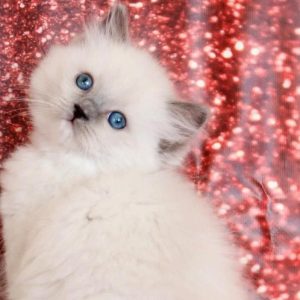 Ragdoll Kitten - Cheeks