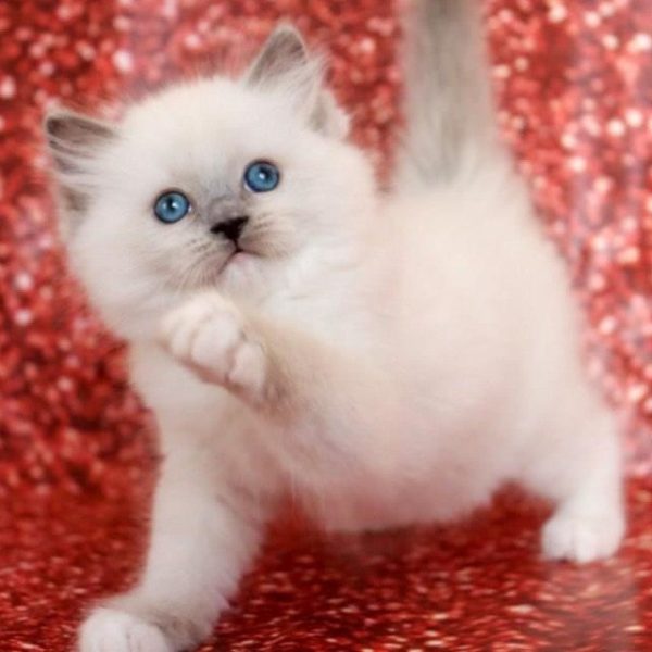 Ragdoll Kitten - Cheeks