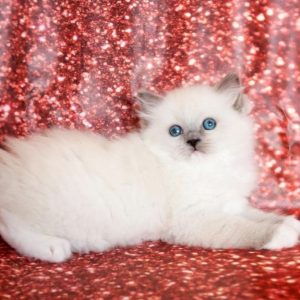 Ragdoll Kitten - Cheeks