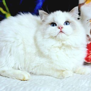 Ragdoll Kitten - Chocolate