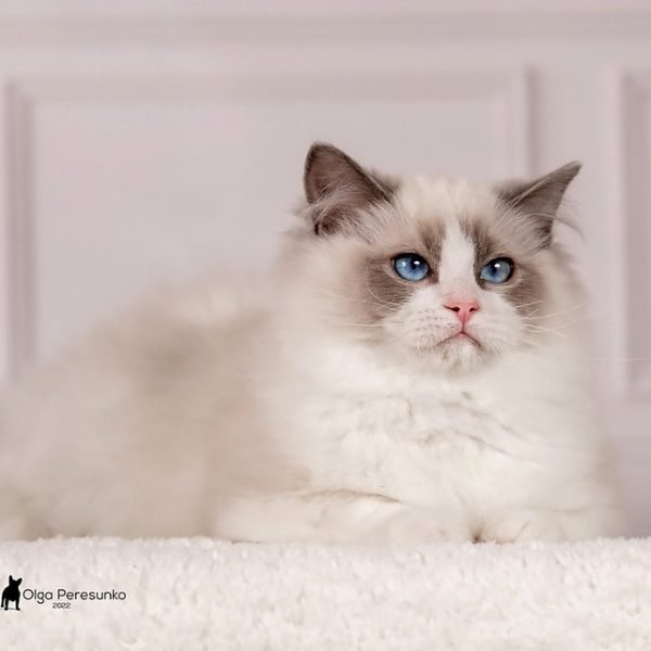 Ragdoll Kitten - Haolie