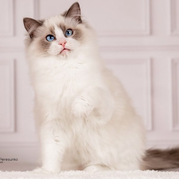 Ragdoll Kitten Haolie 2