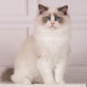 Ragdoll Kitten - Haolie