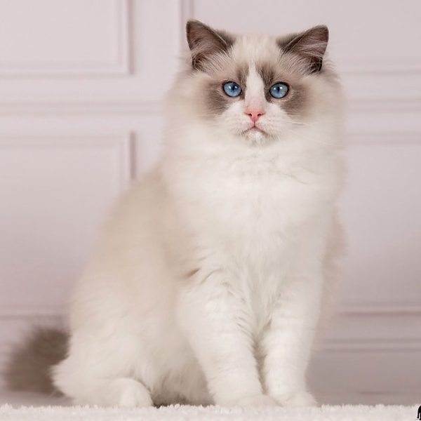 Ragdoll Kitten - Haolie