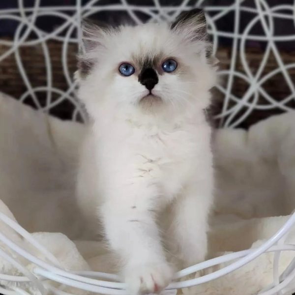 Ragdoll Kitten - Ivy