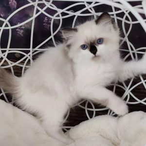 Ragdoll Kitten Ivy 2