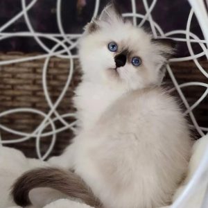 Ragdoll Kitten - Ivy