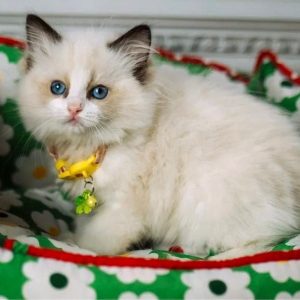 Ragdoll Kitten - Karachi