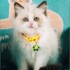 Ragdoll Kitten - Karachi