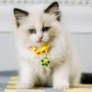 Ragdoll Kitten Karachi 2