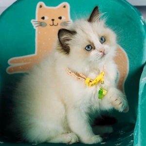 Ragdoll Kitten Karachi 3