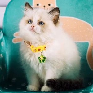 Ragdoll Kitten Karachi 4