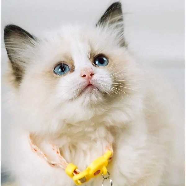 Ragdoll Kitten Karachi 5