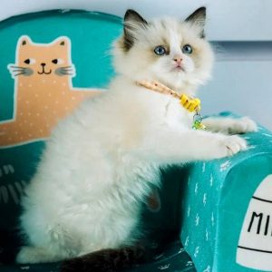 Ragdoll Kitten Karachi 6