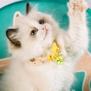 Ragdoll Kitten Karachi 7