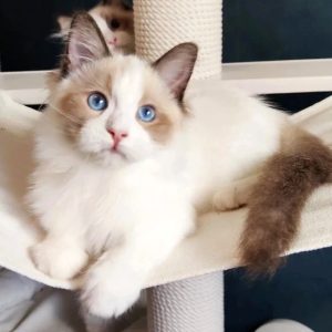 Ragdoll Kitten - Lacy