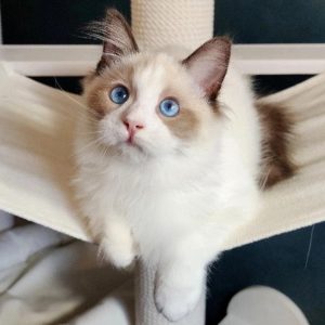 Ragdoll Kitten Lacy 2