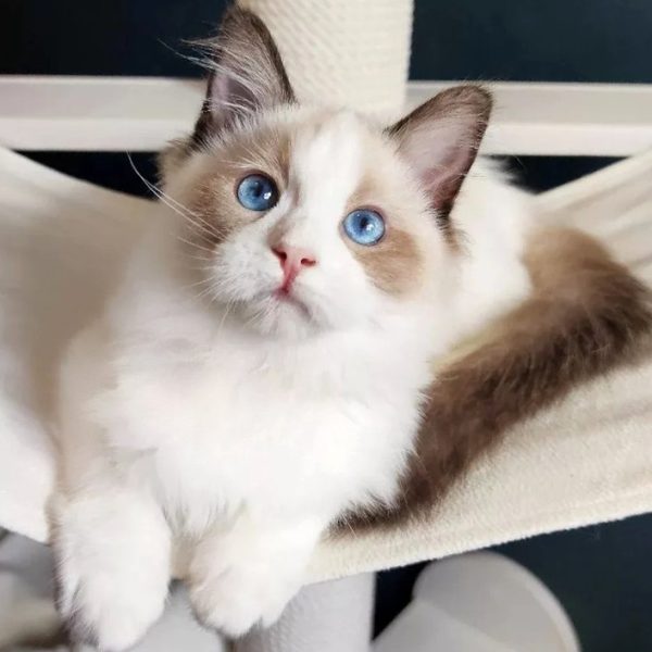 Ragdoll Kitten - Lacy