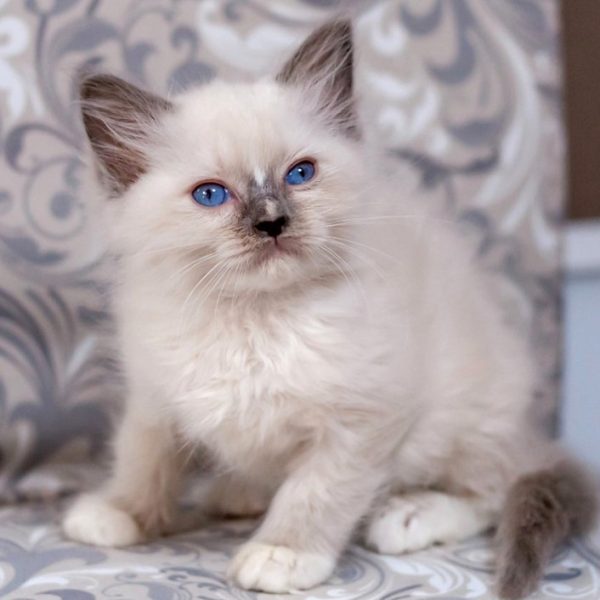 Ragdoll Kitten - MaryJayne