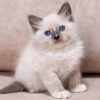 Ragdoll Kitten - MaryJayne