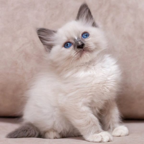 Ragdoll Kitten - MaryJayne