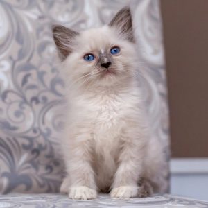 Ragdoll Kitten - MaryJayne