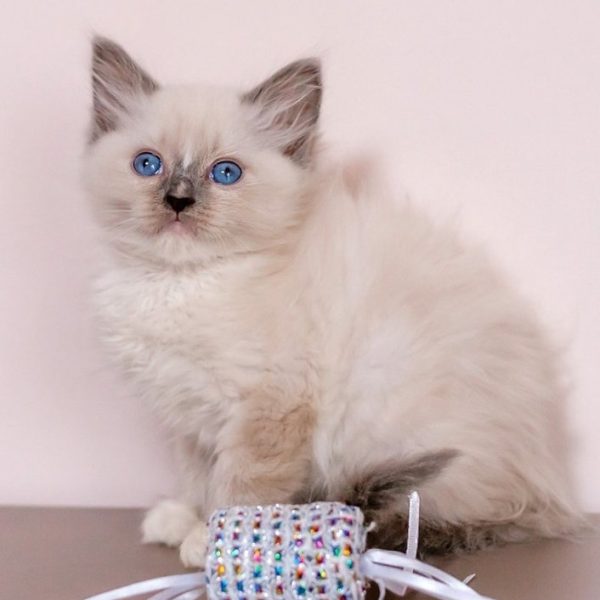 Ragdoll Kitten - MaryJayne