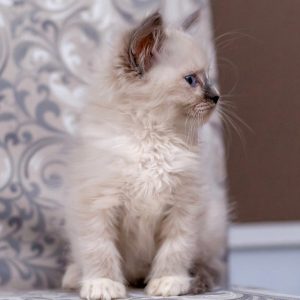 Ragdoll Kitten MaryJayne 5