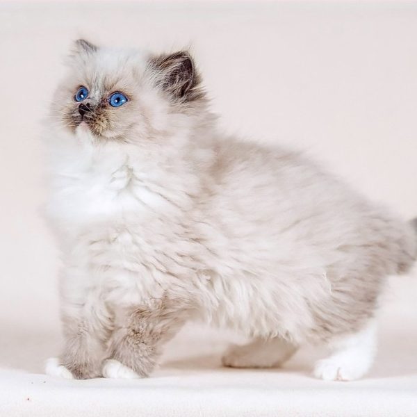 Ragdoll Kitten - Maxy