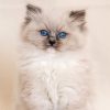 Ragdoll Kitten - Maxy