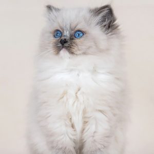 Ragdoll Kitten Maxy 2