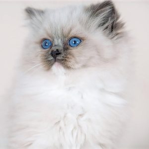 Ragdoll Kitten Maxy 3