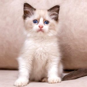 Ragdoll Kitten - Midori