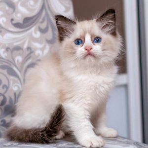 Ragdoll Kitten - Midori