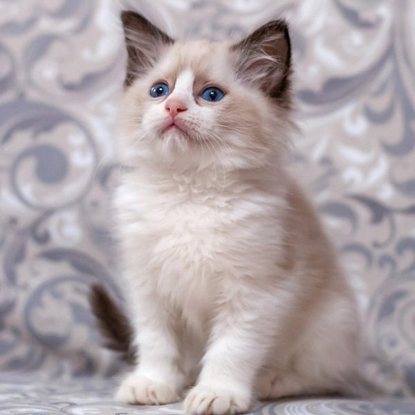 Ragdoll Kitten - Midori