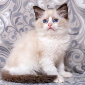 Ragdoll Kitten - Midori