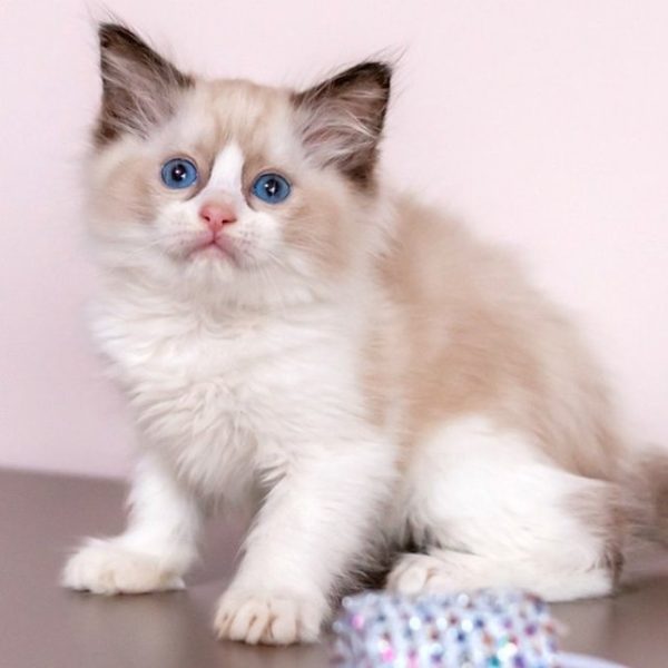 Ragdoll Kitten - Midori