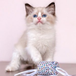 Ragdoll Kitten - Midori