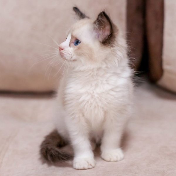 Ragdoll Kitten - Midori