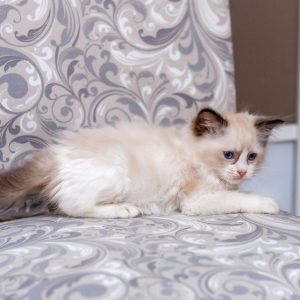 Ragdoll Kitten - Midori