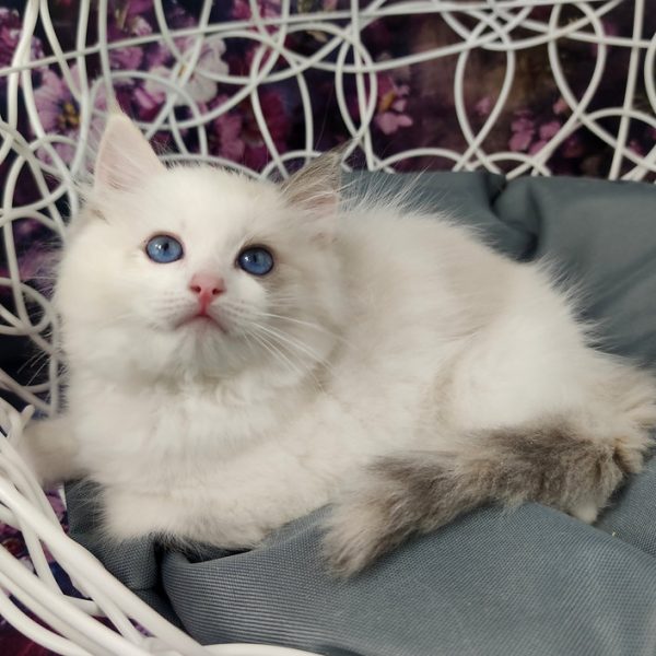 Ragdoll Kitten - Nancy